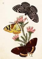 Opakowanie Karnet ST495 B6 + koperta Motyle