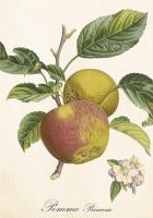 Opakowanie Karnet ST496 B6 + koperta Jabłoń