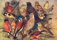 Opakowanie Karnet ST497 B6 + koperta Ptaki