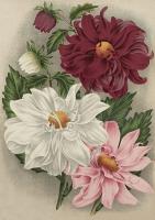 Opakowanie Karnet ST498 B6 + koperta Kolorowe dalie