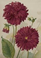 Opakowanie Karnet ST499 B6 + koperta Dalia fioletowa