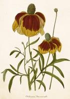 Opakowanie Karnet ST500 B6 + koperta Rudbekia