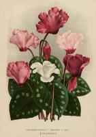 Opakowanie Karnet ST501 B6 + koperta Cyklameny