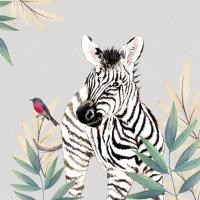 Opakowanie Karnet Swarovski kwadrat CL4711 Zebra