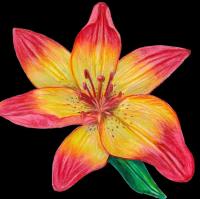 Opakowanie Karnet z kopertą SB12 Lilia