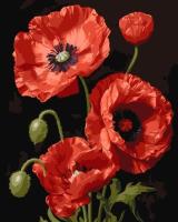 Opakowanie Malowanie po numerach - Czerwone maki 40x50cm