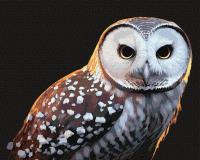 Opakowanie Malowanie po numerach - Dumny pogląd 40x50cm