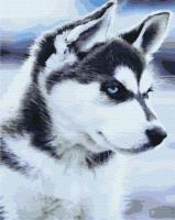 Opakowanie Malowanie po numerach Husky szczenie 40x50cm
