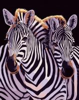 Opakowanie Malowanie po numerach - Jedność zebr 40x50cm