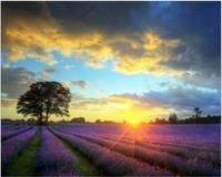 Opakowanie Malowanie po numerach Pole lawendowe wschód słońca