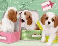 Opakowanie Malowanie po numerach - Psiaki 40x50cm