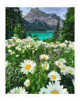 Opakowanie Malowanie po numerach - Rumianki w górach 40x50 cm