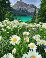 Opakowanie Malowanie po numerach Rumianki w górach