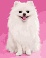 Opakowanie Malowanie po numerach Szpic biały