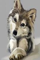 Opakowanie Malowanie po numerach Wilczek szczeniak