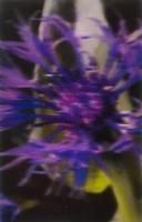 Opakowanie Mini kartka 3D - Chaber