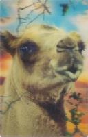 Opakowanie Mini kartka 3D - Wielbłąd