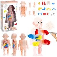 Opakowanie Model anatomiczny ciało człowieka