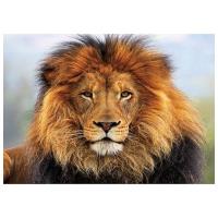 Opakowanie Mozaika diamentowa 5D - Lew 40x30cm