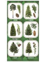 Opakowanie Naklejki Owoce iglastych drzew