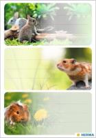 Opakowanie Naklejki szkolne - Gryzionie 9szt