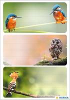 Opakowanie Naklejki szkolne - Ptaki 9szt