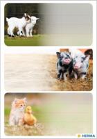 Opakowanie Naklejki szkolne - Zwierzęta wiejskie 9szt