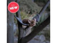 Opakowanie Nietoperz