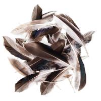Pióra kacze 10-15cm 10g. Wydawca: Dalprint. SmakLiter.pl Opakowanie Pióra kacze 10-15cm 10g