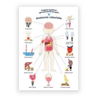 Plakat edukacyjny. Anatomia człowiek A2. Wydawca: BIOMEDICA. SmakLiter.pl Opakowanie Plakat edukacyjny. Anatomia człowiek A2