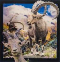 Opakowanie Pocztówka 3D - Koziorożec