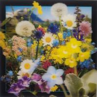 Opakowanie Pocztówka 3D - Kwiaty polne