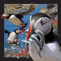 Opakowanie Pocztówka 3D - Maskonur