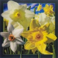 Opakowanie Pocztówka 3D - Narcyz