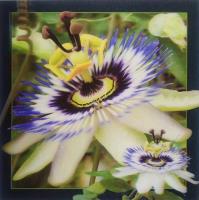 Opakowanie Pocztówka 3D - Passiflora