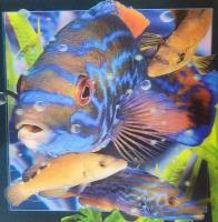 Opakowanie Pocztówka 3D - Wargacz tęczak