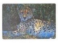 Podkładka na biurko piankowa gepard 60x40cm. Wydawca: ADAR. SmakLiter.pl Opakowanie Podkładka na biurko piankowa gepard 60x40cm