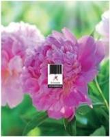 Opakowanie Podstawka zdzierak uniwersalna MIX ARTSEZON