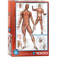 Puzzle 1000 The Muscular System 6000-2015. Wydawca: Eurographics. SmakLiter.pl Opakowanie Puzzle 1000 The Muscular System 6000-2015