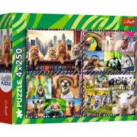 Puzzle 4x250 Zabawne zwierzaki TREFL. Wydawca: Trefl. SmakLiter.pl Opakowanie Puzzle 4x250 Zabawne zwierzaki TREFL