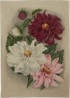 Opakowanie Ręcznik kuchenny - Dalia fioletowa