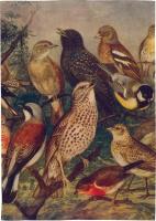 Opakowanie Ręcznik kuchenny - Ptaki