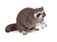 Szop pracz. Wydawca: PAPO. SmakLiter.pl Opakowanie Szop pracz