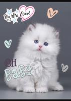 Opakowanie Zeszyt A5 32k kratka my little friend mix pakiet 15 szt.