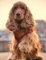 Opakowanie Diamentowa Mozaika Pies Cocker Spaniel na tle zachodu słońca NO-2003117