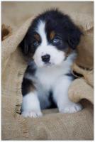 Opakowanie Diamentowa Mozaika Piesek w płótnie NO-1008125