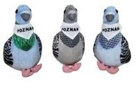 Opakowanie Gołąb ''Poznań'' 22cm MIX