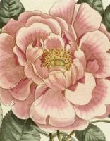 John Derian Picture Book II wer. angielska. Autor: John Derian. SmakLiter.pl Okładka książki John Derian Picture Book II wer. angielska