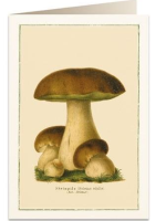 Opakowanie Karnet B6 + koperta 6096 Borowiki