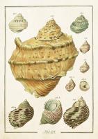 Karnet ST503 B6 + koperta Muszle. Wydawca: Skona Ting. SmakLiter.pl Opakowanie Karnet ST503 B6 + koperta Muszle